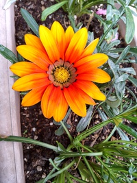 我が家の花