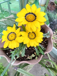 我が家の花
