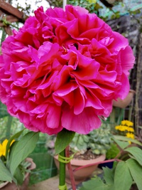我が家の花