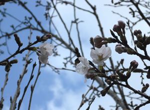 桜ぽつぽつ