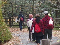 紅葉狩り健康ウォーキングを開催します。