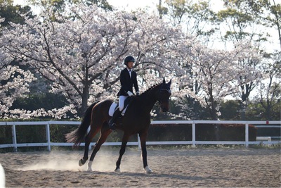 桜と馬と僕