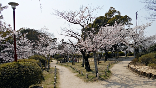 神野公園も桜満開