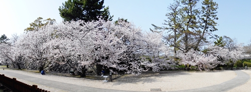神野公園も桜満開