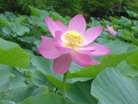 癒やしを求めて・・・２千年ハスが見頃を迎えました！！