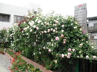 都通りの薔薇