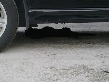 車の下に・・・・・