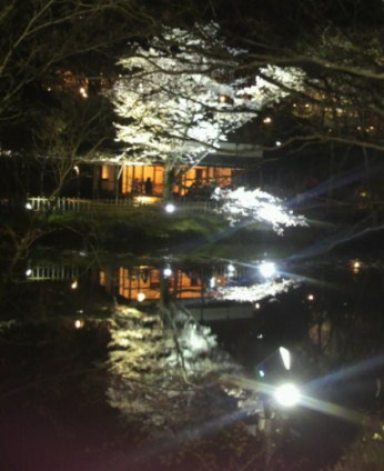 夜のお花見