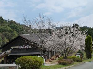 桜、見頃です！
