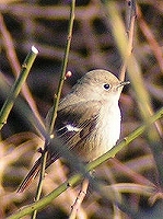野菜泥棒
