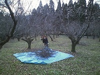 栗園のお手伝い