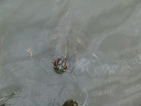 パブロフのカメ？