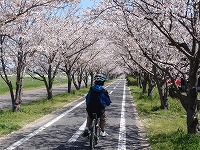 サクラ街道