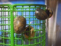 大脱走！どこへ？