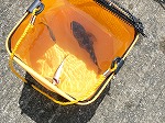 あじこ釣り♪♪