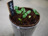 芽でたいっ