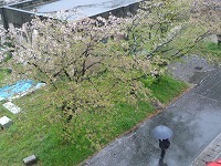 ピンクからグリーンへ