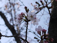 桜が咲いてます