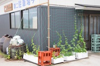 小さなゴーヤの実を発見