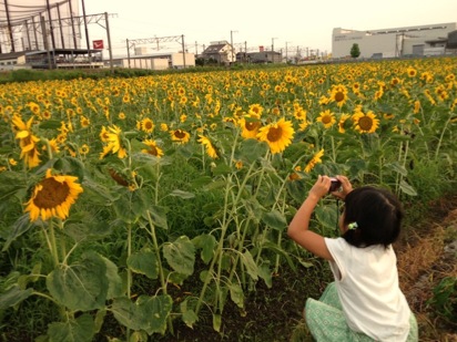 吉野ヶ里公園裏のひまわり