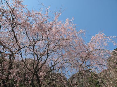 3/26  伊万里の桜　開花状況！！