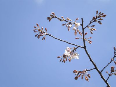 3/23　伊万里の桜　開花状況！！