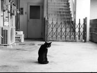 「私は猫ストーカー」