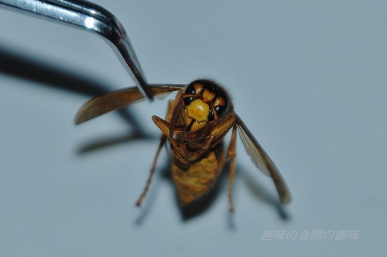 キイロスズメバチ