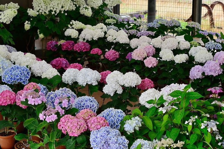 第九回紫陽花展示