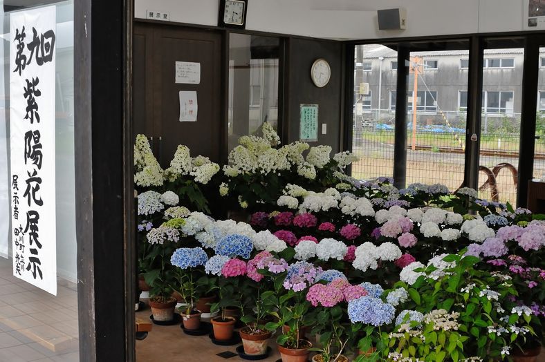 第九回紫陽花展示