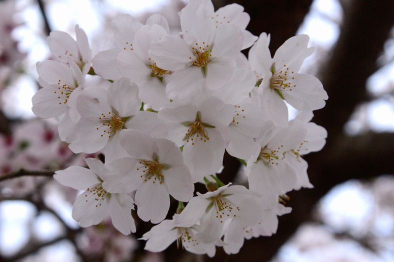 桜のスライドショー