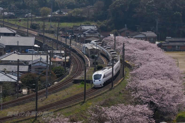 肥前飯田駅の桜