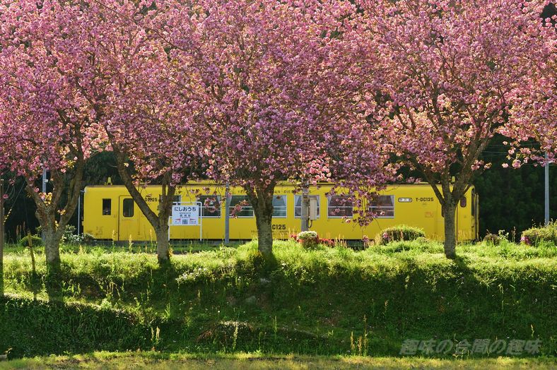 西相知駅の桜