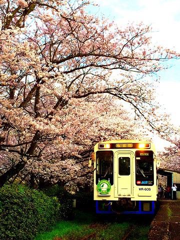 浦ノ崎駅の桜