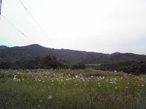 コスモス～吉野ケ里町石動～