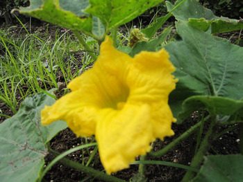 畑の華