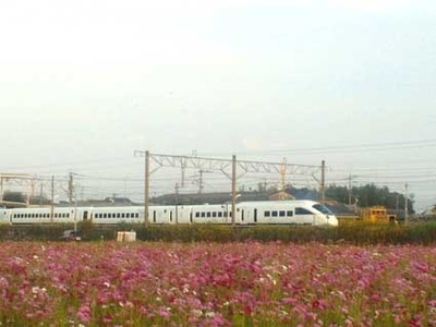 ＪＲ吉野ヶ里公園駅裏のコスモス～昼