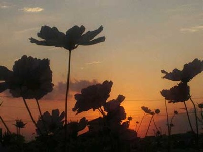 ＪＲ吉野ヶ里公園駅裏のコスモス～夕焼け