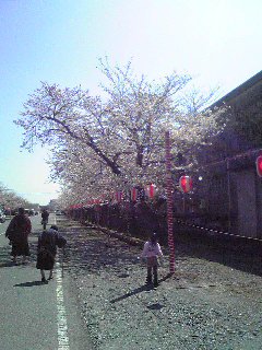 花見〜とてもきれいです
