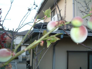 青梅