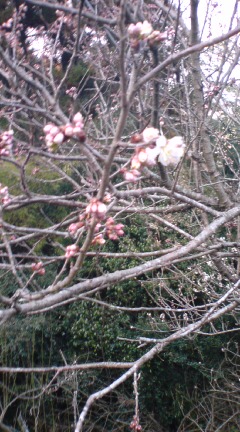 桜