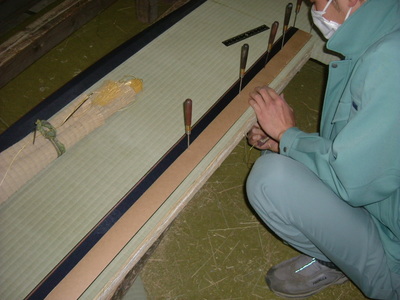 梅の蕾
