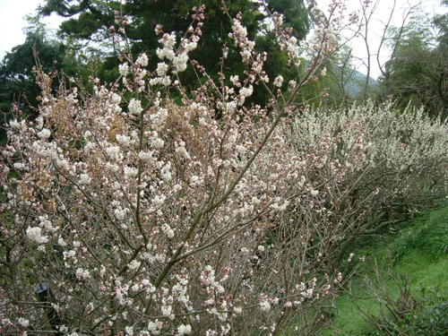 桜が咲き始めました