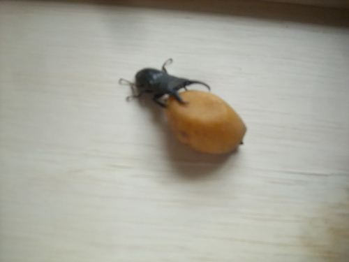 クワガタ