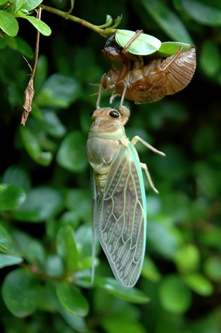 夏休み自由研究