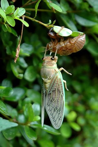夏休み自由研究