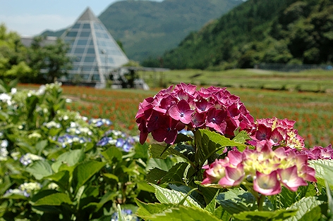 紫陽花＠佐里温泉