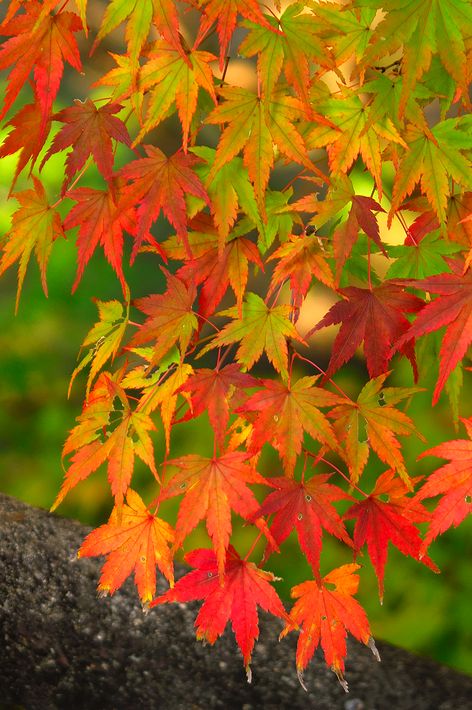 紅葉狩り＠黒髪神社