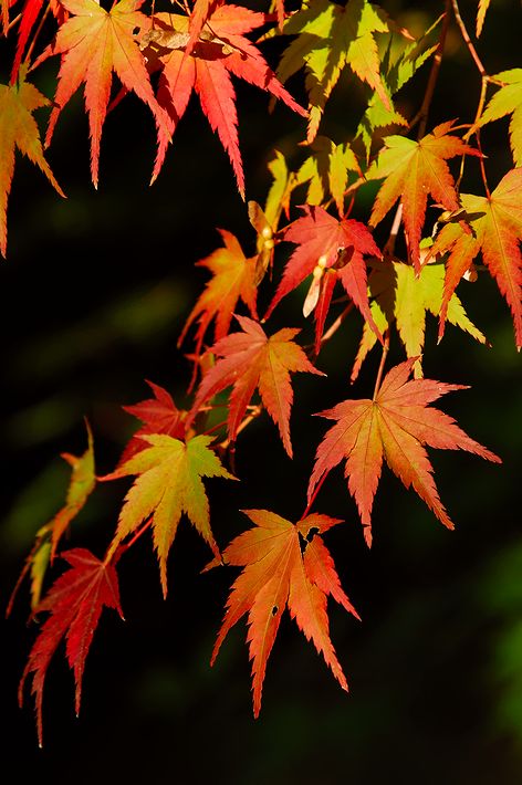 紅葉狩り＠黒髪神社
