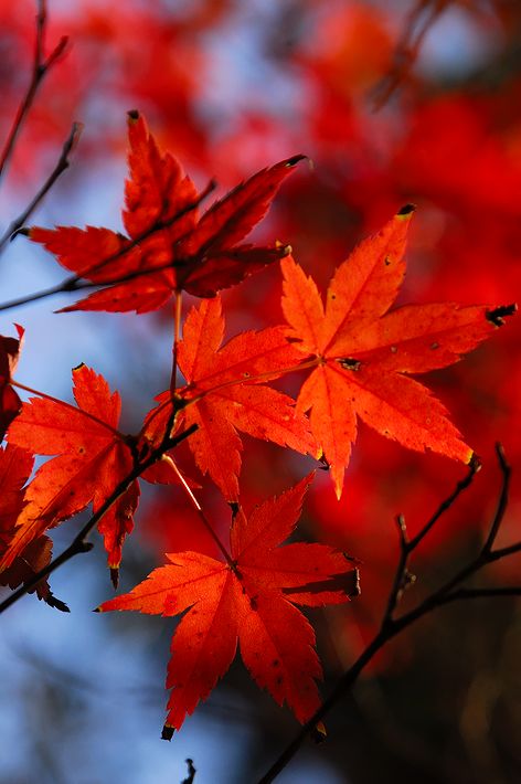 紅葉狩り＠黒髪神社